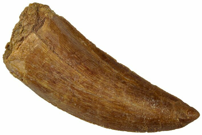 Carcharodontosaurus Tooth - Real Dinosaur Tooth #311052